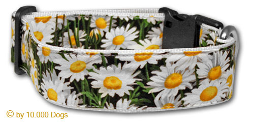 Margeriten Blumen Hunde Halsband